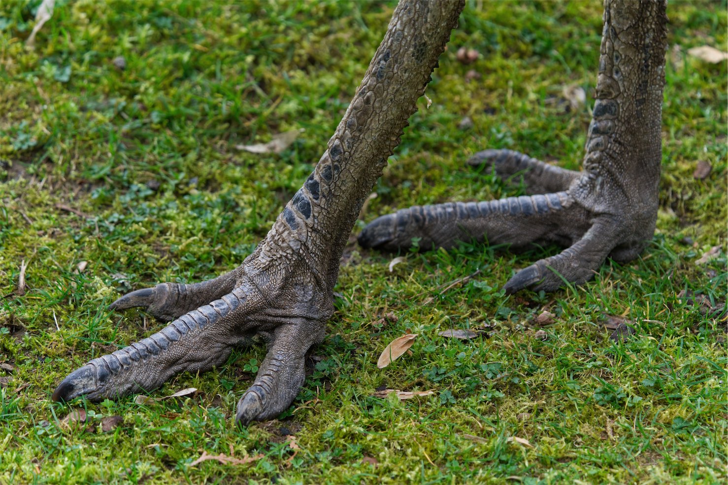 Emu feet 0320